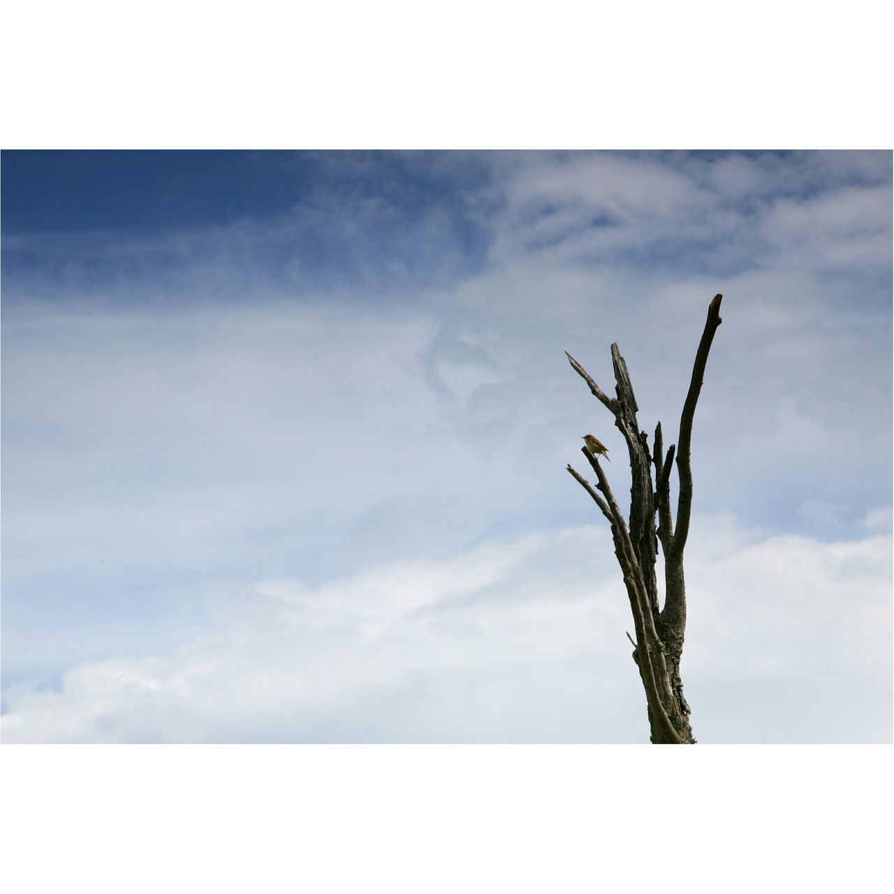 sky, transfer print, auto post production filter, nature, growth, tranquility, low angle view, cloud - sky, tree, beauty in nature, tranquil scene, branch, cloud, scenics, plant, day, cloudy, outdoors, no people, dead plant