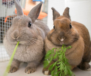 Rabbits in cage