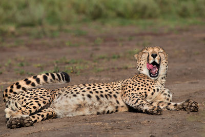 Cheetah lying on ground