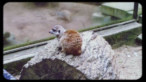 one animal
