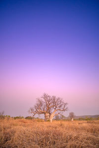 Bare tree on field against clear sky