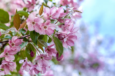 Apple tree in bloom spring rebirth. pink floral background