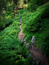 Full length of people walking on footpath in forest