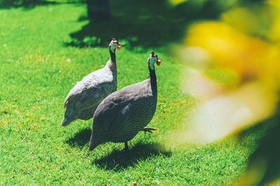 Close-up of bird on field