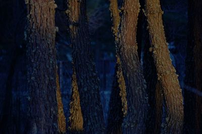 Full frame shot of tree trunk