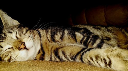 Close-up of cat sleeping