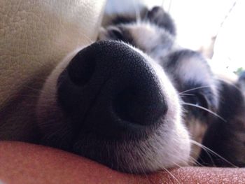 Close-up of cat sleeping