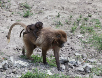 Monkey with infant walking on ground