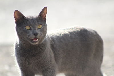 Close-up portrait of a cat