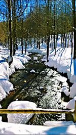 Frozen trees in forest during winter