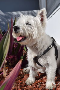 West highland white terrier by plants