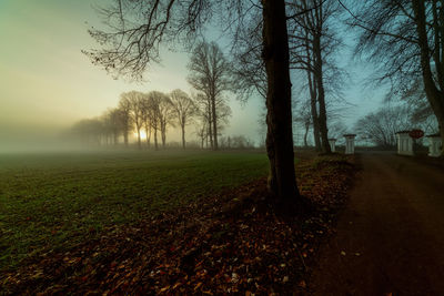 Trees on field against sky