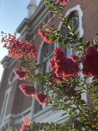 Low angle view of red flowering plants in building