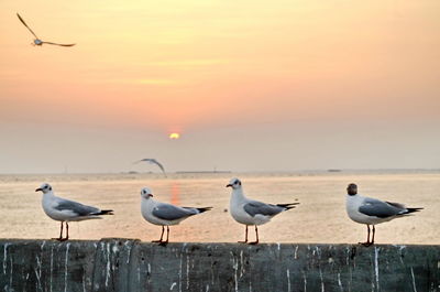 Seagulls flying over sea against sky during sunset