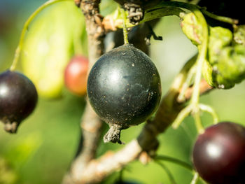 Close-up of apples on tree