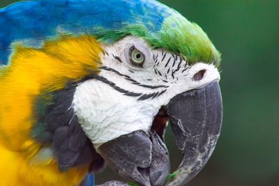 Close-up of blue parrot