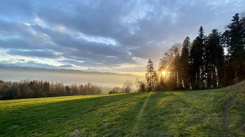 Sunlight streaming through trees on field against sky