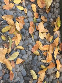 Full frame shot of autumn leaves