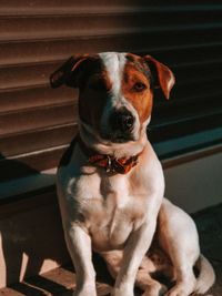 Portrait of dog sitting on sofa at home