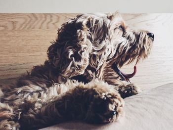 Close-up of dog relaxing at home