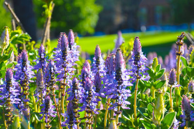 Close-up of purple flowers growing in field