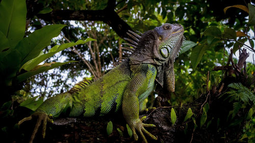 Side view of a lizard on tree