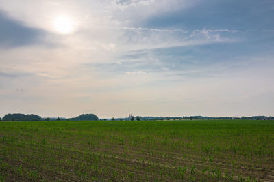 Scenic view of agricultural field against sky