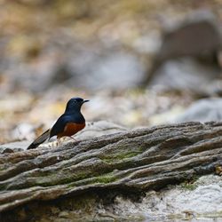 Close-up of bird perching on rock