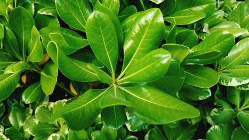 Close-up of fresh green plant