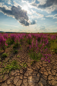 Purple flowering plants on field against sky during sunset