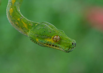 Close-up of green snake