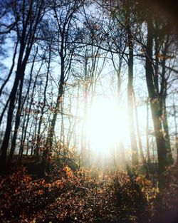 Close-up of trees against sunlight