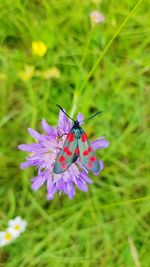 Close-up of butterfly pollinating on purple flower