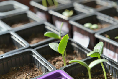 Close-up of plant growing outdoors