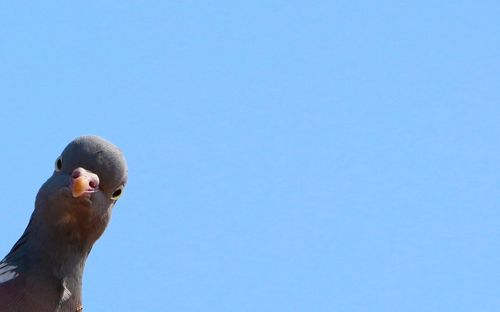 Close-up of bird against clear sky