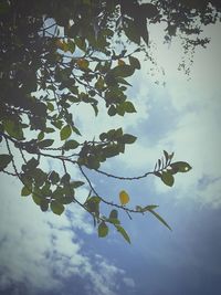 Low angle view of tree against sky