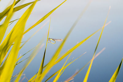 Close-up of insect on leaf against sky