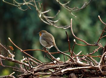 Bird perching on branch