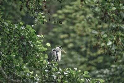 Bird perching on a tree