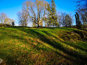 Trees on field against clear sky