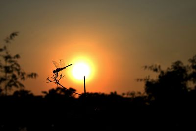 Silhouette tree against sky during sunset