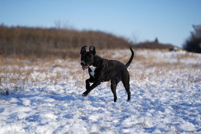 Black dog running on snow covered field