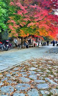 Scenic view of multi colored trees during autumn