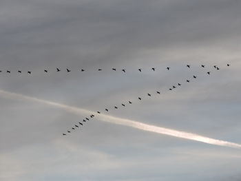 Low angle view of birds flying in sky