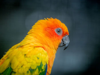 Close-up of a bird