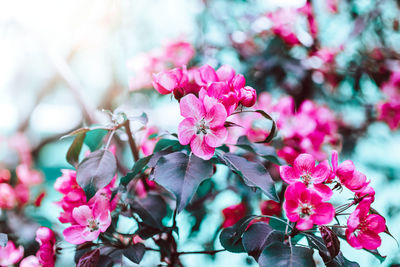 Close-up of pink cherry blossoms