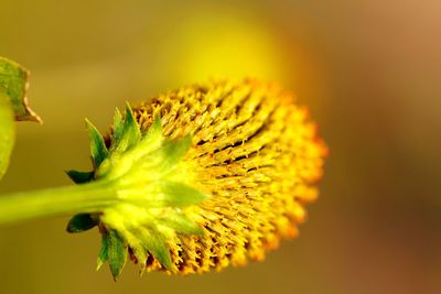 Close-up of yellow flowering plant