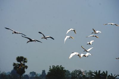 Low angle view of birds flying