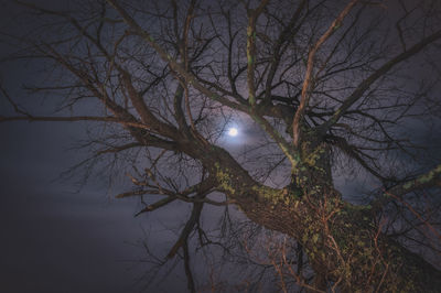 Bare tree in forest against sky at night