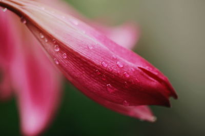 Close-up of wet pink flower